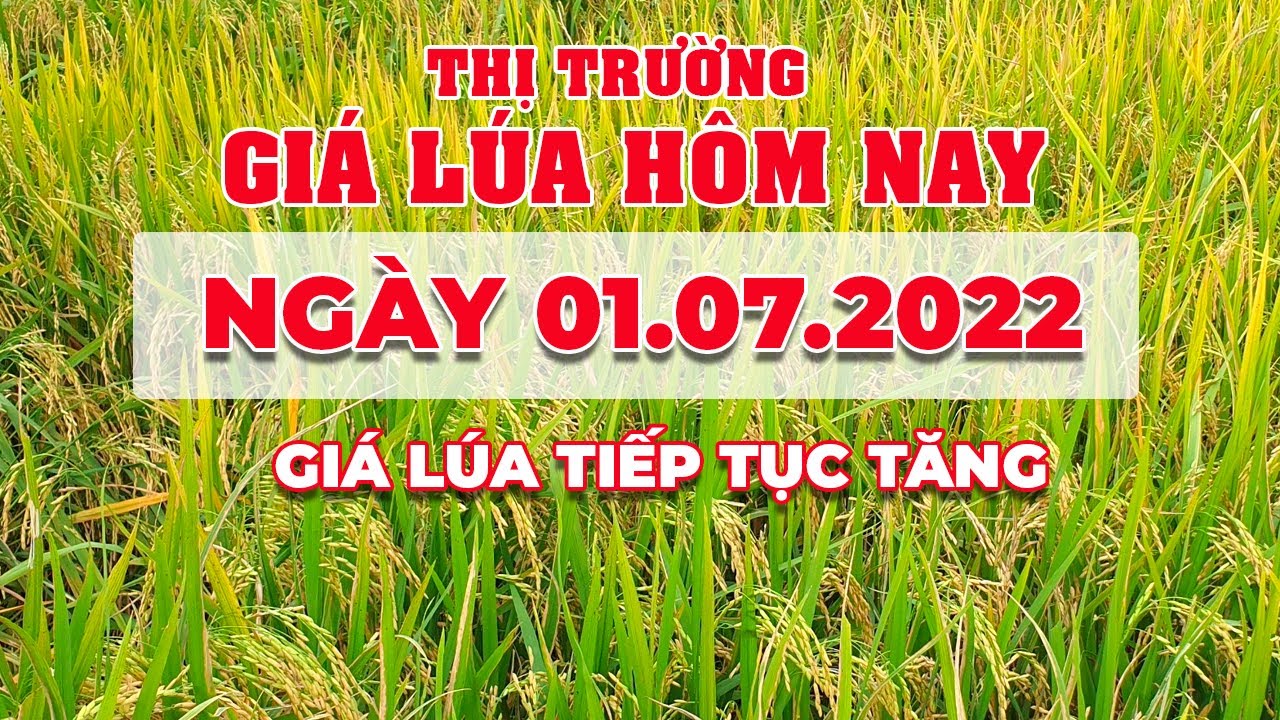rice and paddy prices today