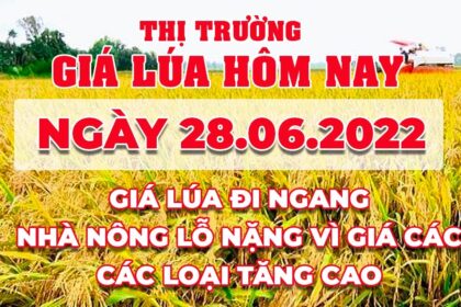 rice and paddy prices today