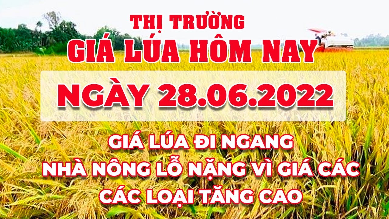 rice and paddy prices today