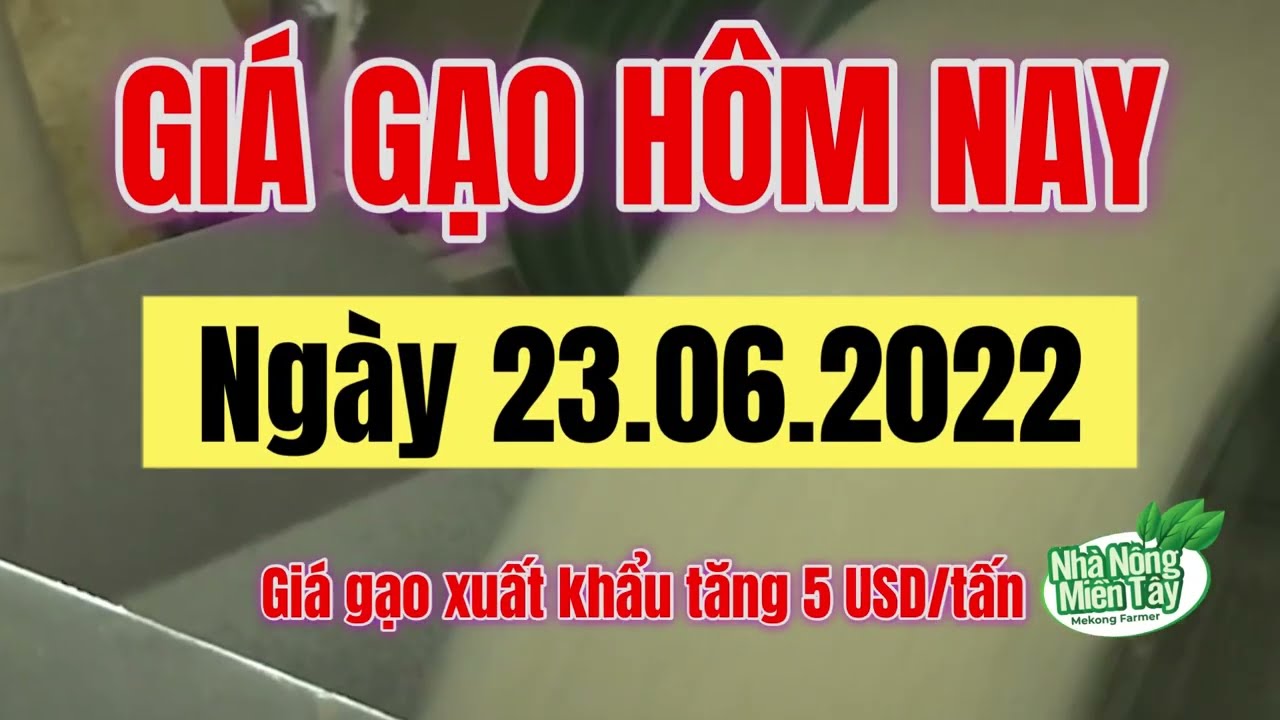 rice and paddy prices today