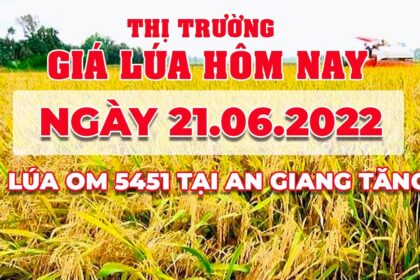rice and paddy prices today