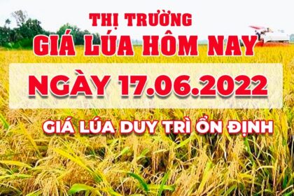 rice and paddy prices today