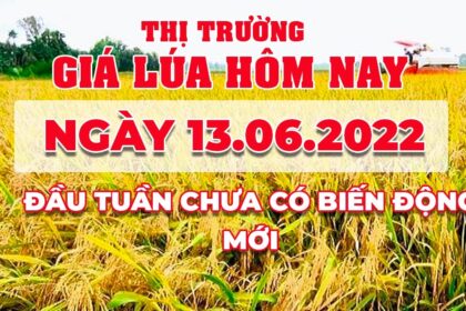 rice and paddy prices today
