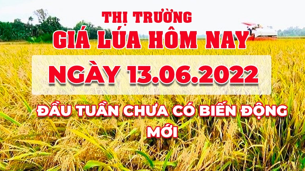 rice and paddy prices today