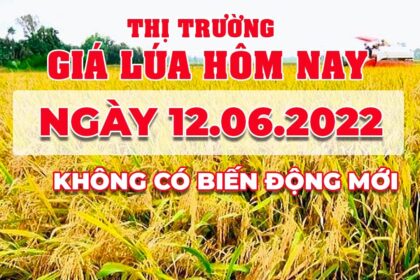 rice and paddy prices today
