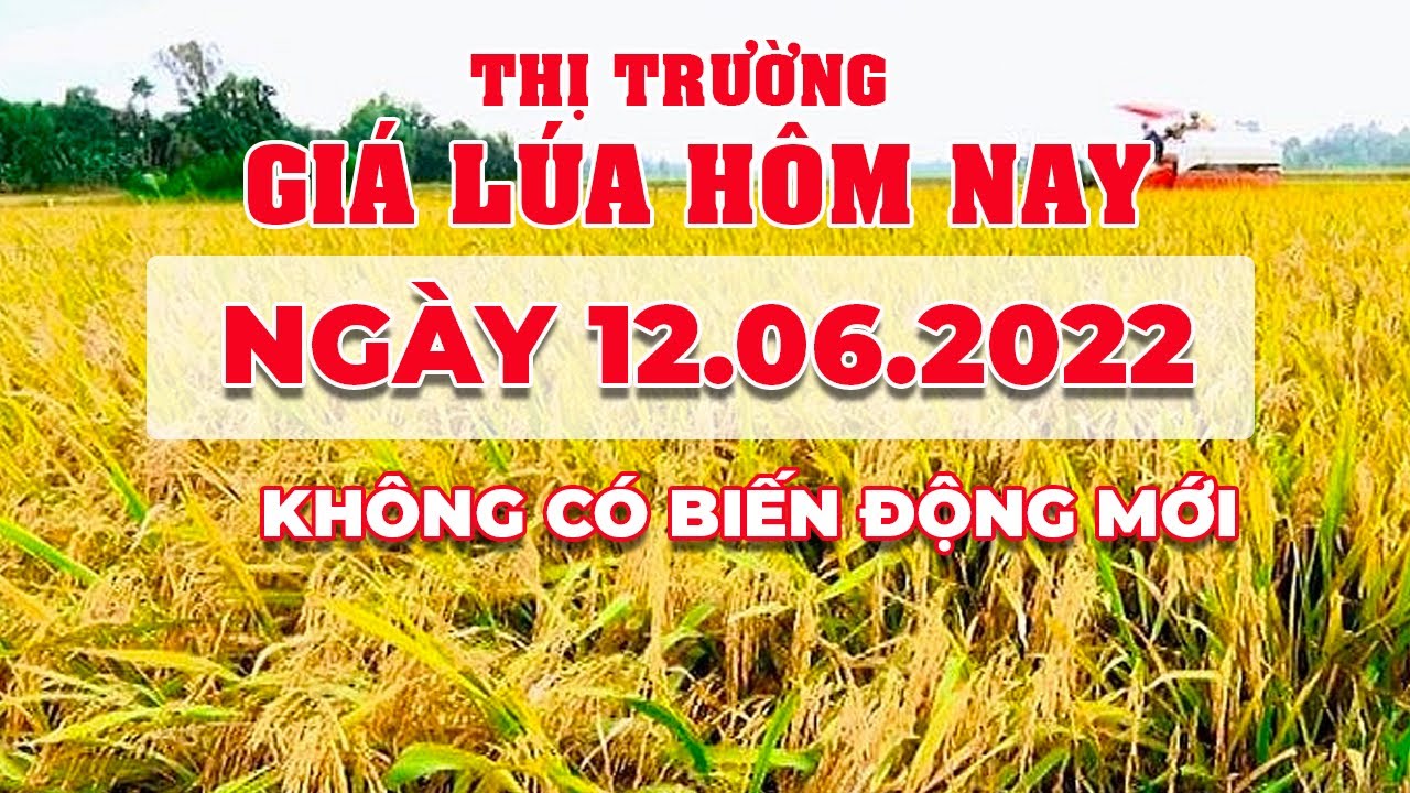 rice and paddy prices today