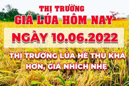 rice and paddy prices today