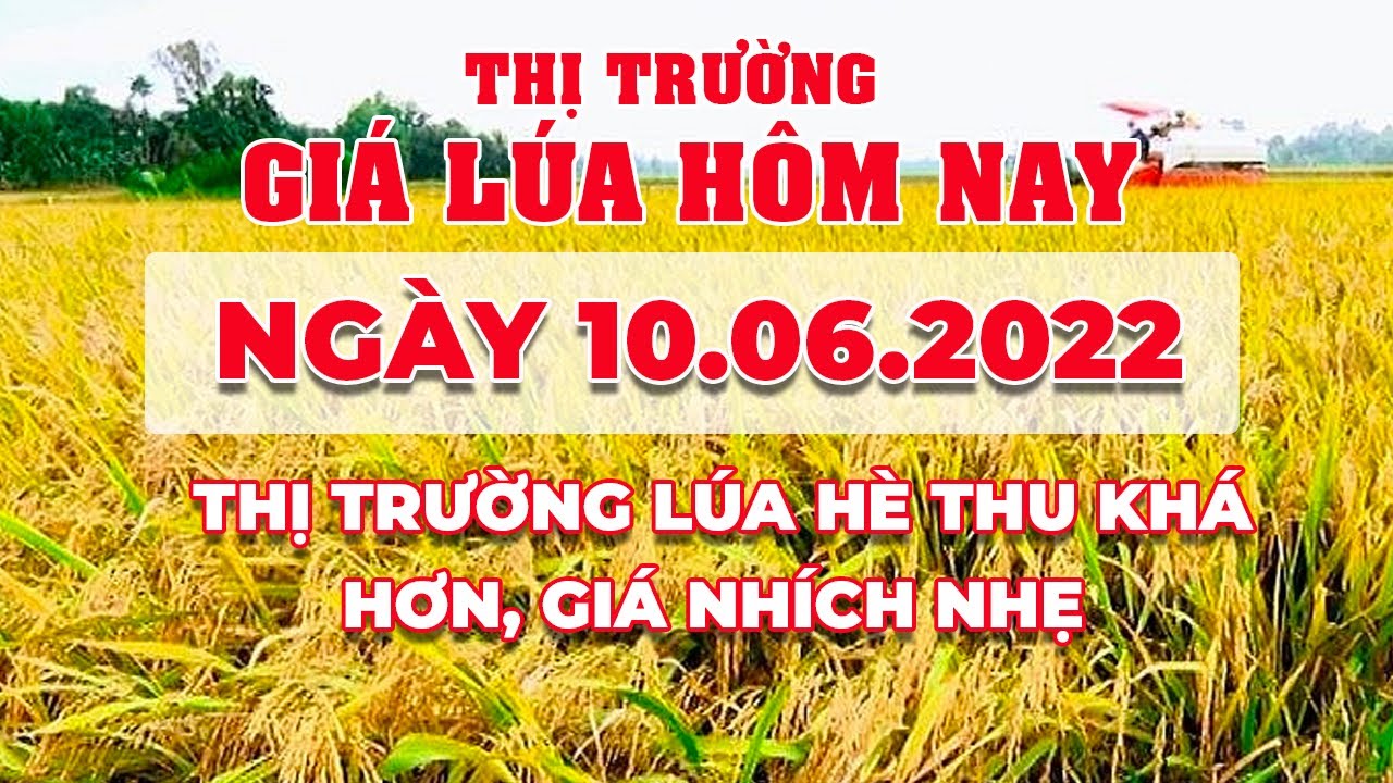 rice and paddy prices today