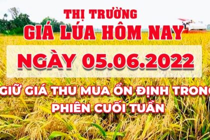rice and paddy prices today