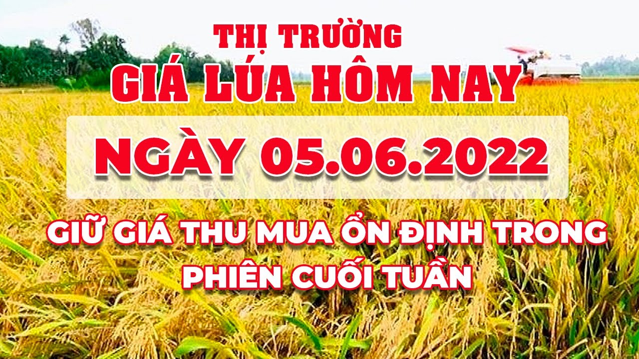 rice and paddy prices today