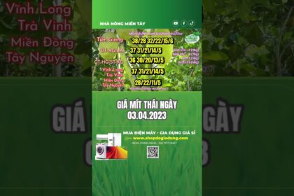 Vietnam Thai jackfruit prices April 3, 2023