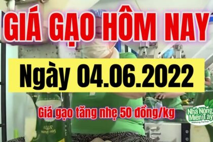 rice and paddy prices today