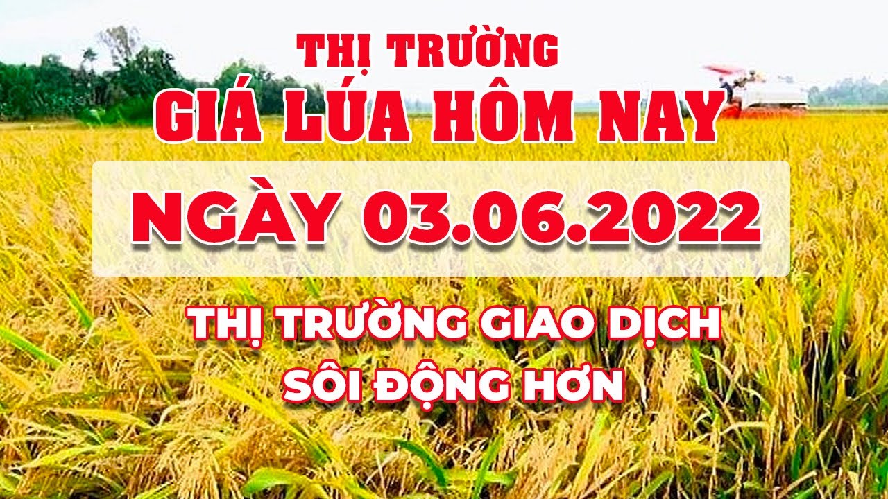 rice and paddy prices today