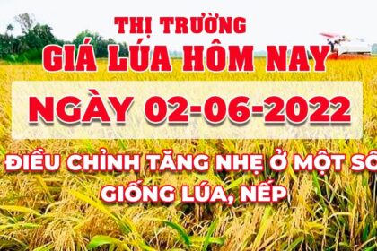 rice and paddy prices today