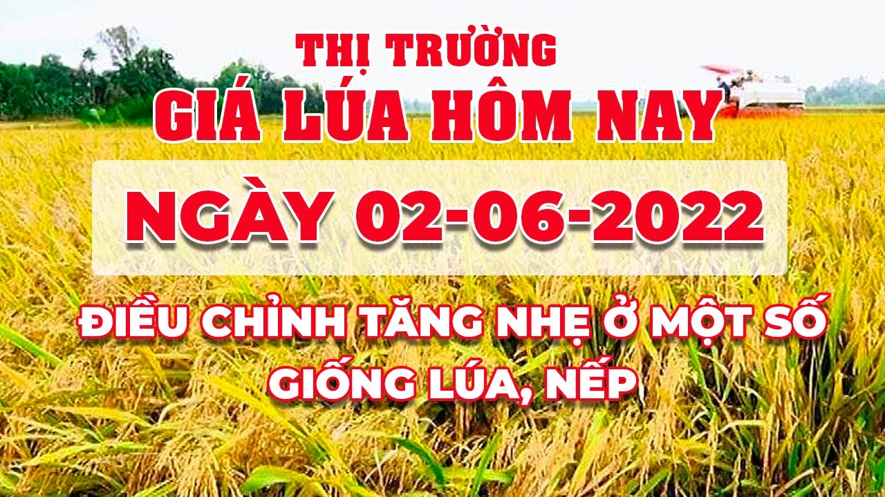rice and paddy prices today