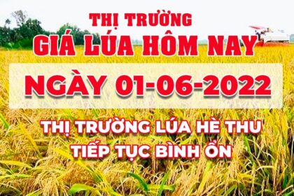 rice and paddy prices today