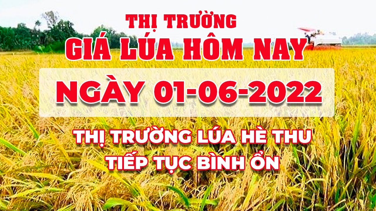 rice and paddy prices today