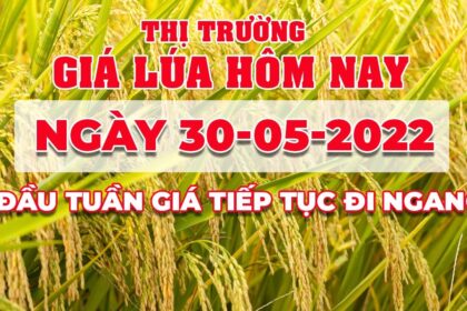 rice and paddy prices today