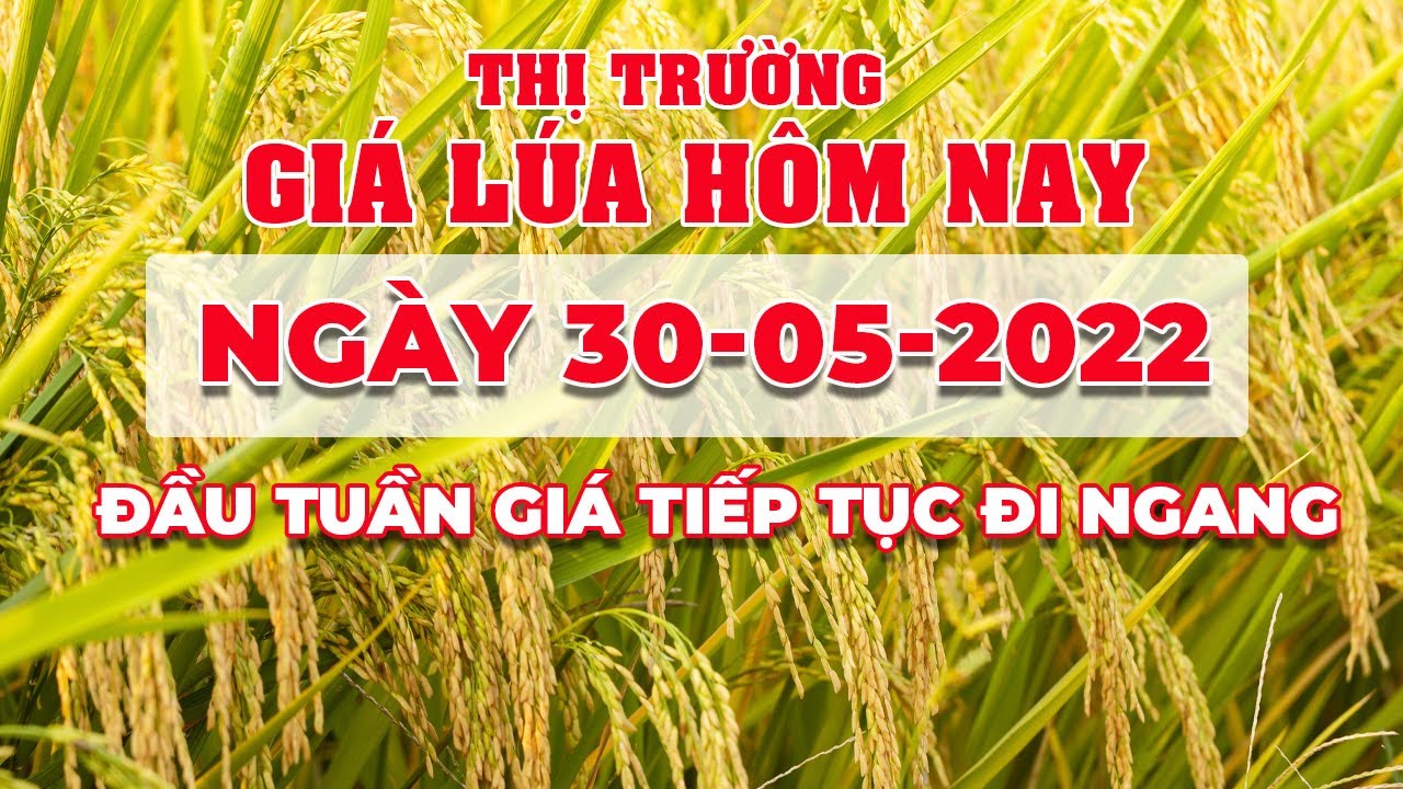 rice and paddy prices today