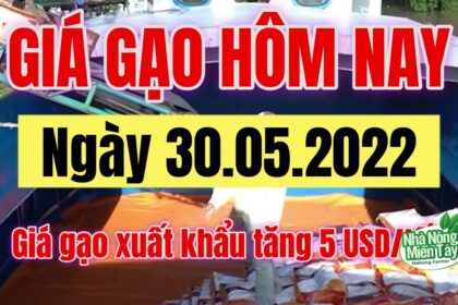 rice and paddy prices today