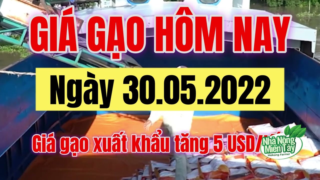 rice and paddy prices today