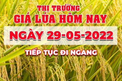 rice and paddy prices today