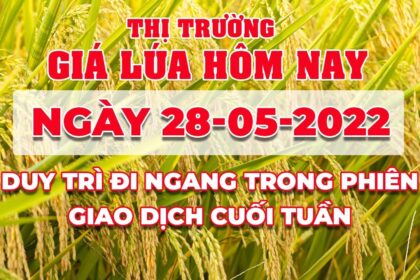 rice and paddy prices today