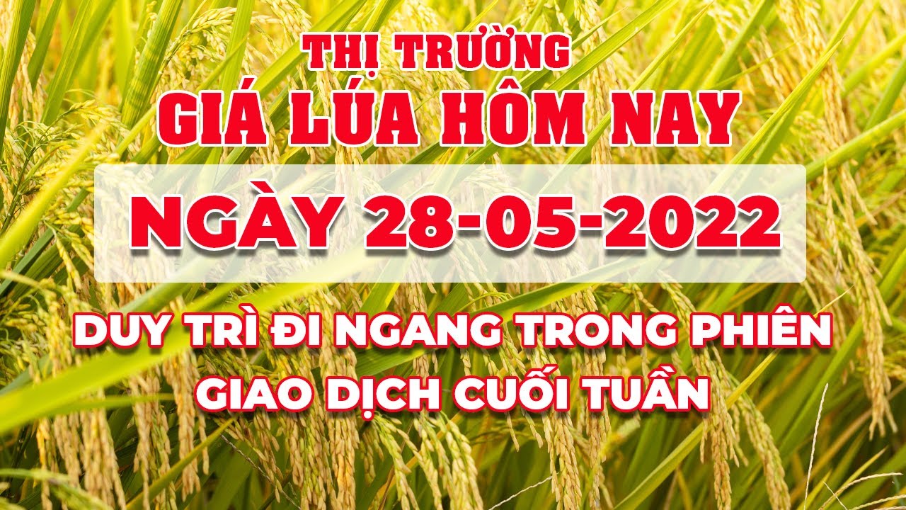 rice and paddy prices today