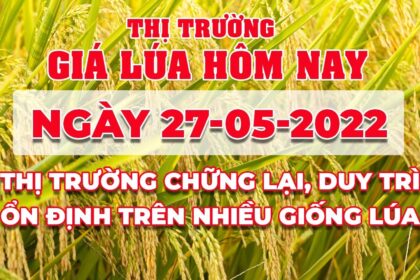 rice and paddy prices today
