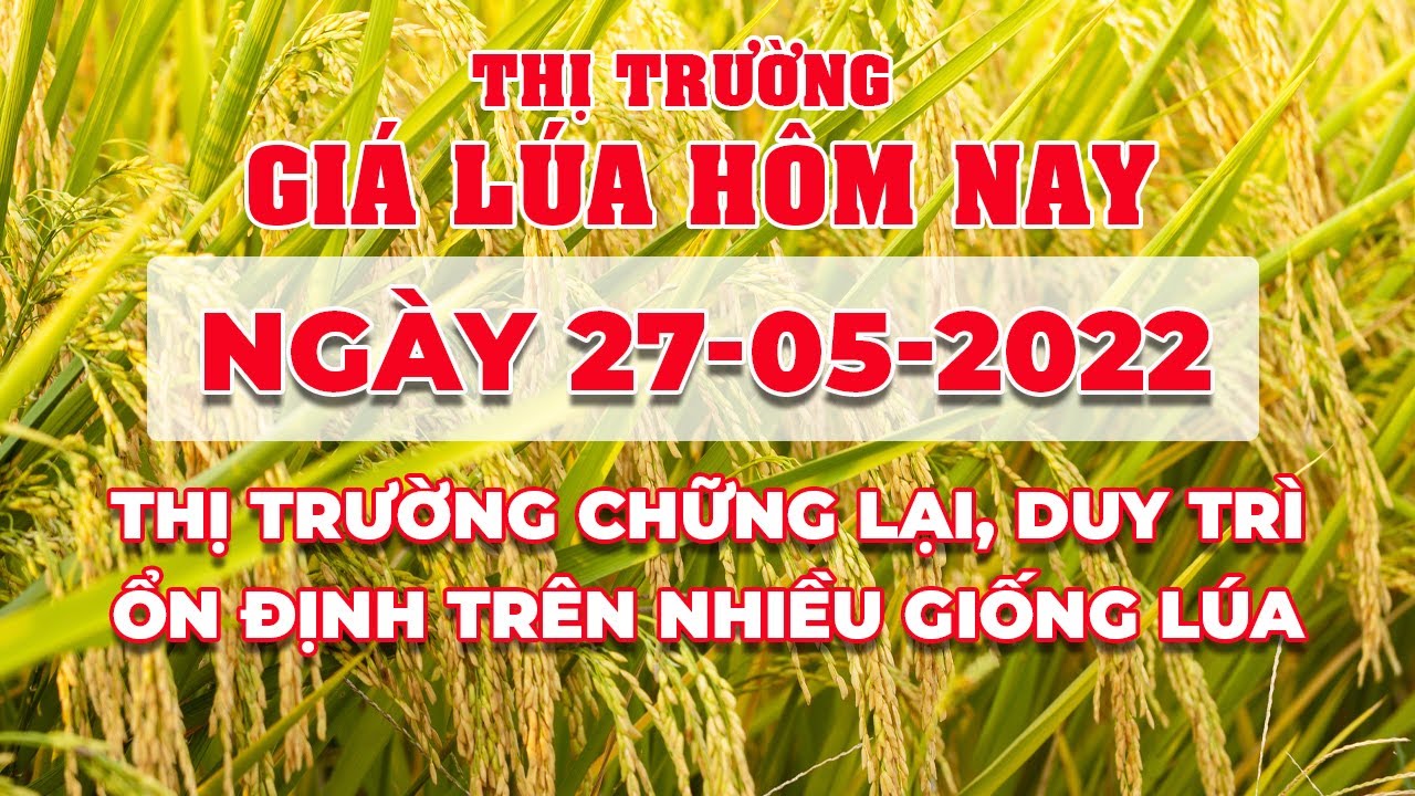 rice and paddy prices today