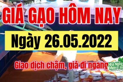 rice and paddy prices today