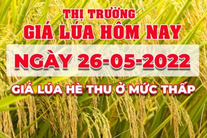 rice and paddy prices today