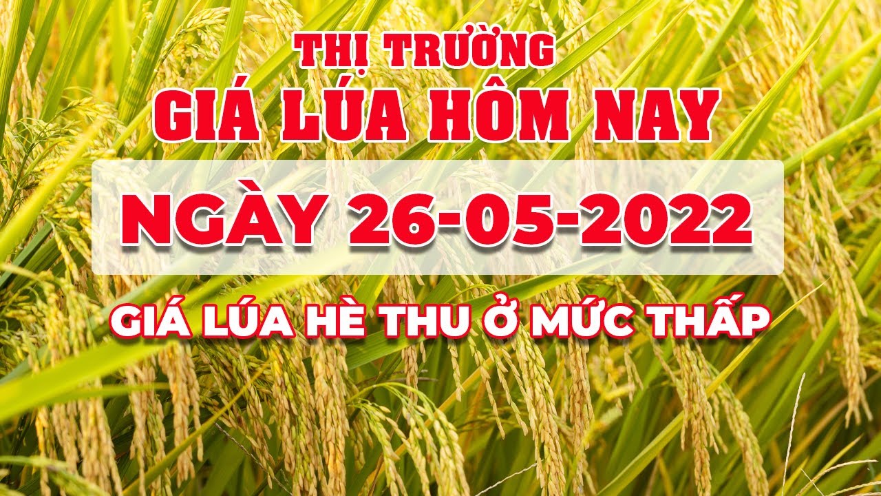 rice and paddy prices today