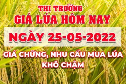 rice and paddy prices today
