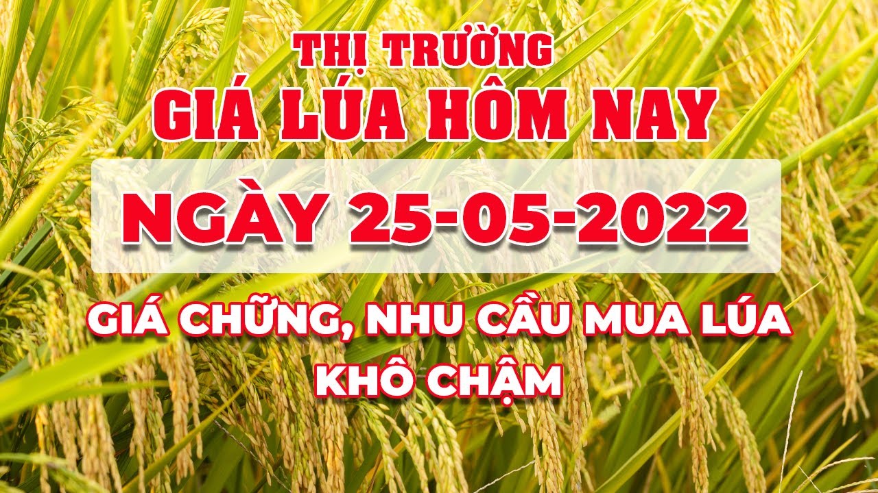 rice and paddy prices today
