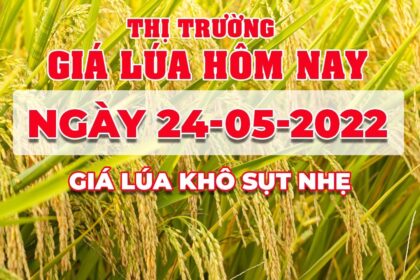 rice and paddy prices today