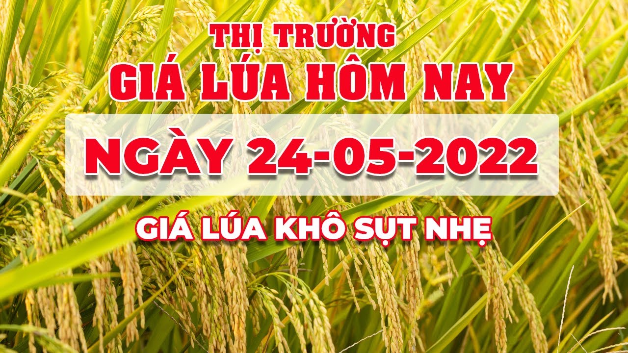 rice and paddy prices today