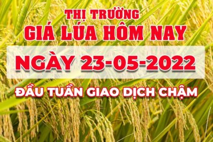 rice and paddy prices today