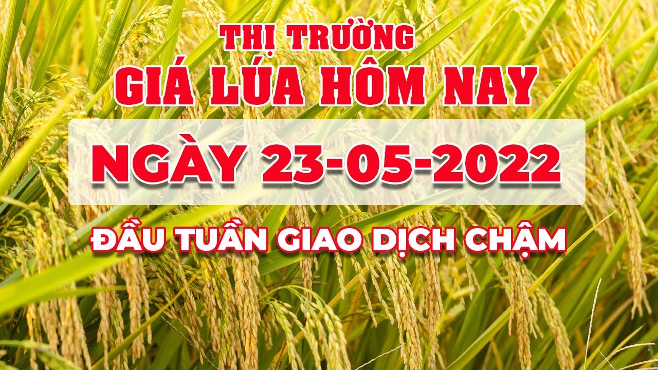rice and paddy prices today