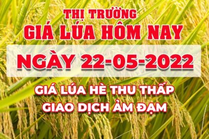 rice and paddy prices today
