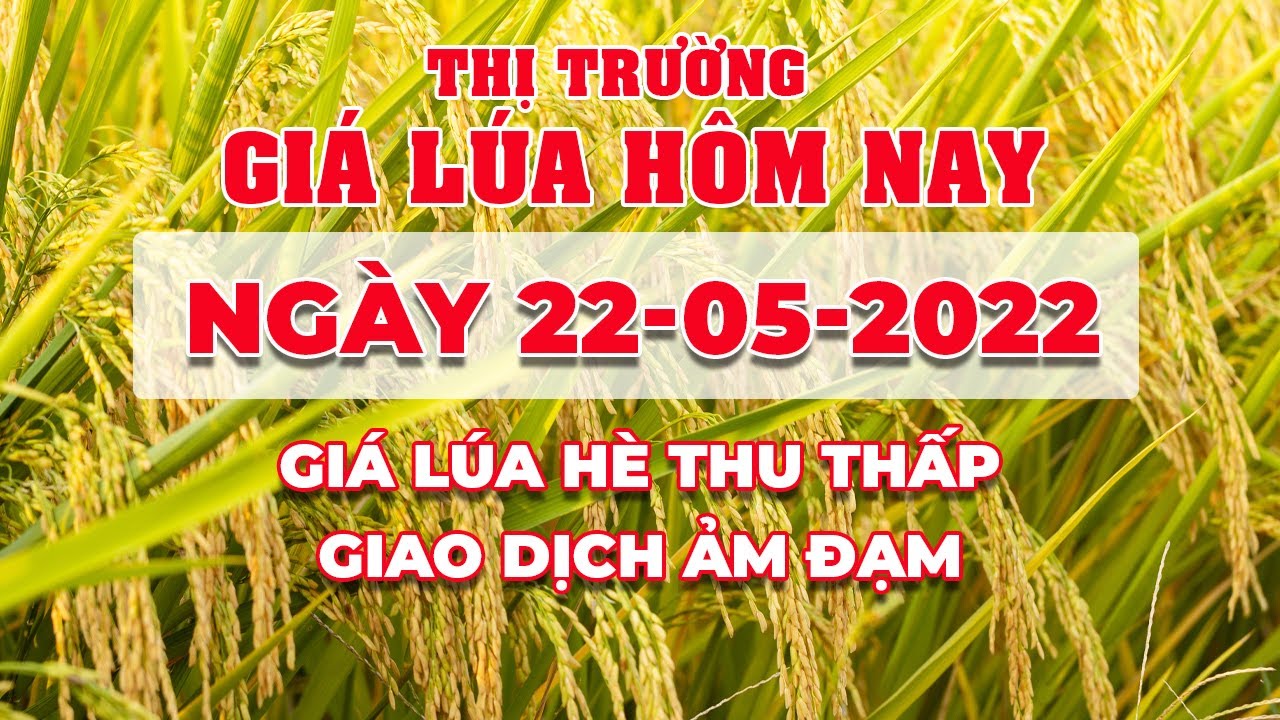 rice and paddy prices today
