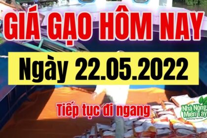 rice and paddy prices today