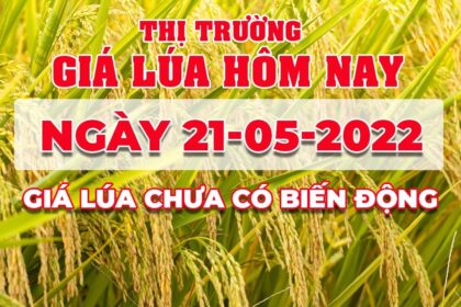 rice and paddy prices today