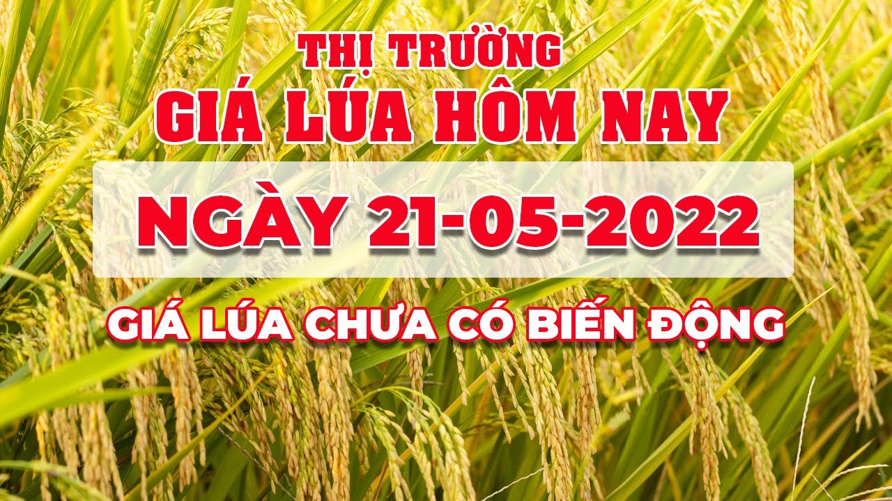 rice and paddy prices today