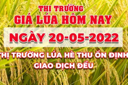 rice and paddy prices today
