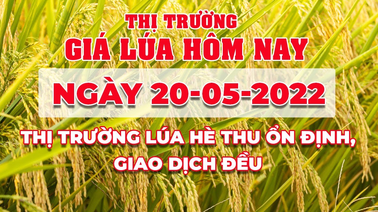 rice and paddy prices today