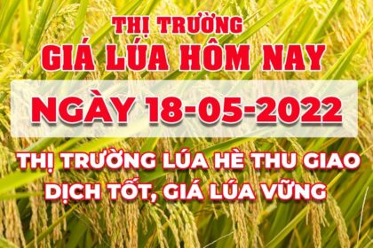 rice and paddy prices today