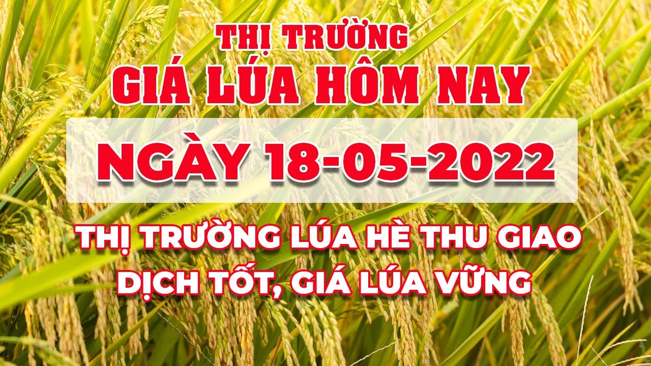 rice and paddy prices today