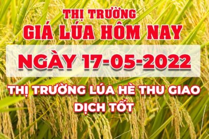 rice and paddy prices today