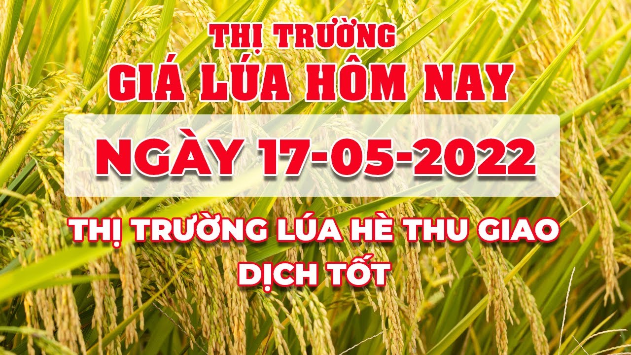 rice and paddy prices today